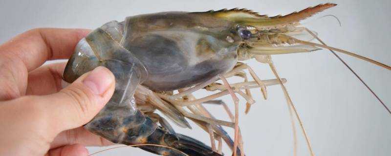 海水蝦和淡水蝦有什麼區別