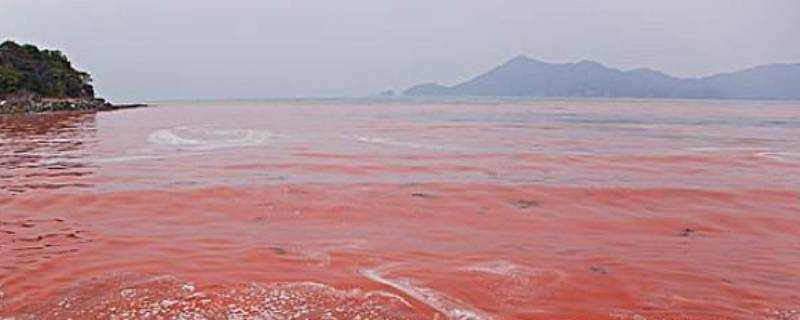 紅海的海水是什麼顏色的