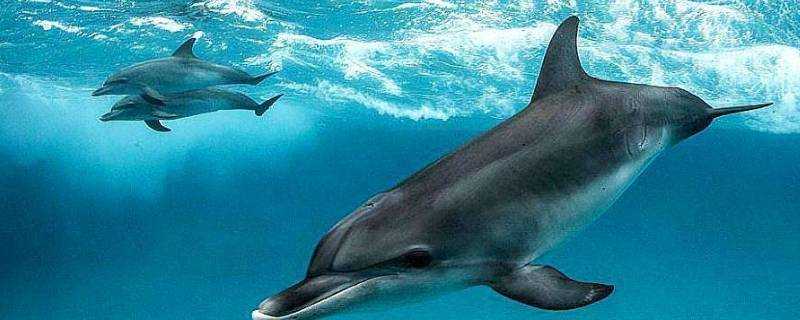 海豚是保護動物嗎