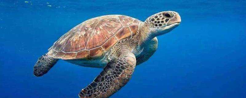 海龜是不是長壽的海洋生物