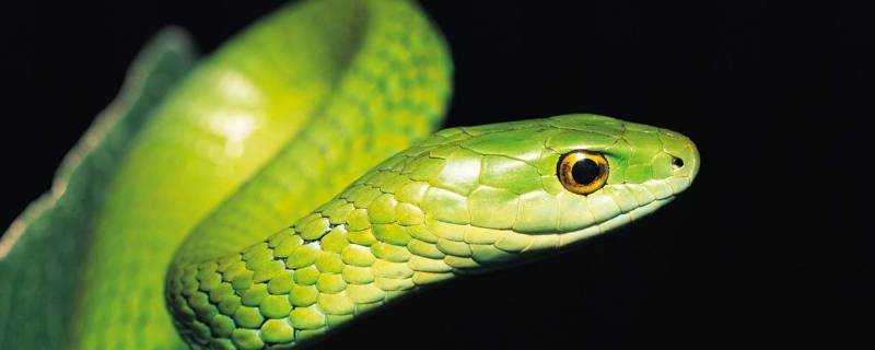 綠色的蛇有幾種