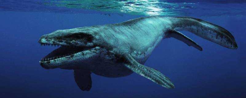 鯨魚種類