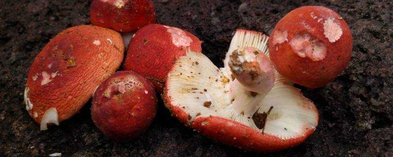 紅菌菇的功效與作用