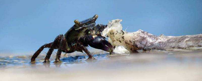 螃蟹可以養活幾天