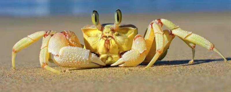 螃蟹可以上高鐵不