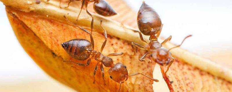 家裡有小黃螞蟻的原因