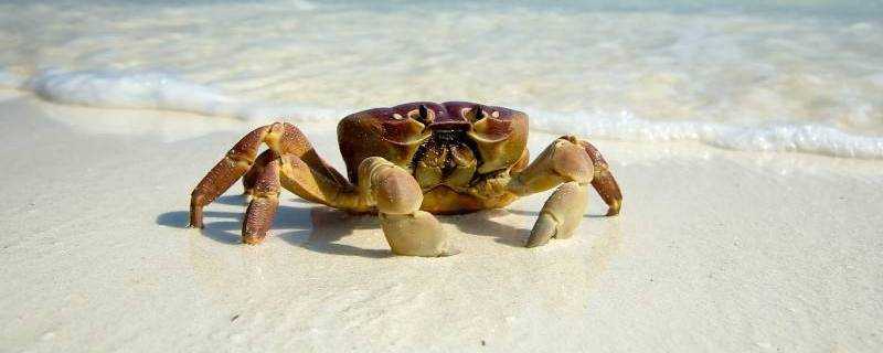螃蟹如何區分休眠和死