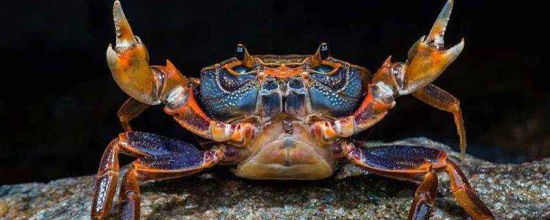 螃蟹不沾水一般能活幾天