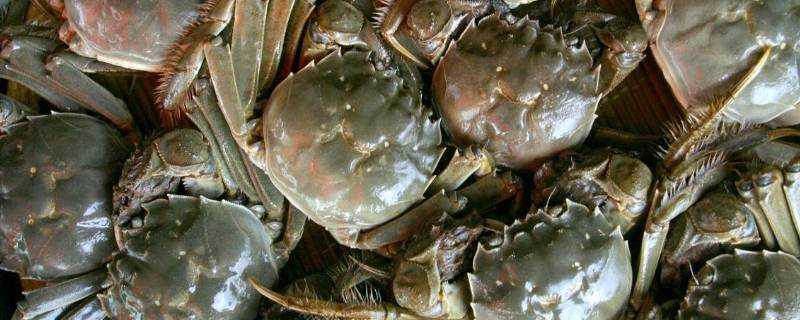 毛螃蟹蒸多久可以吃