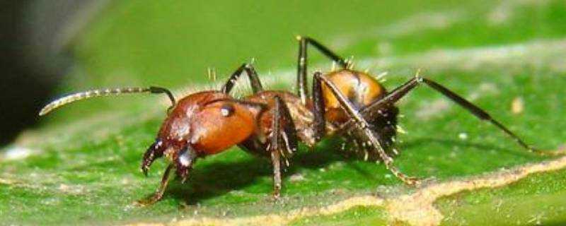 螞蟻的生活環境是什麼
