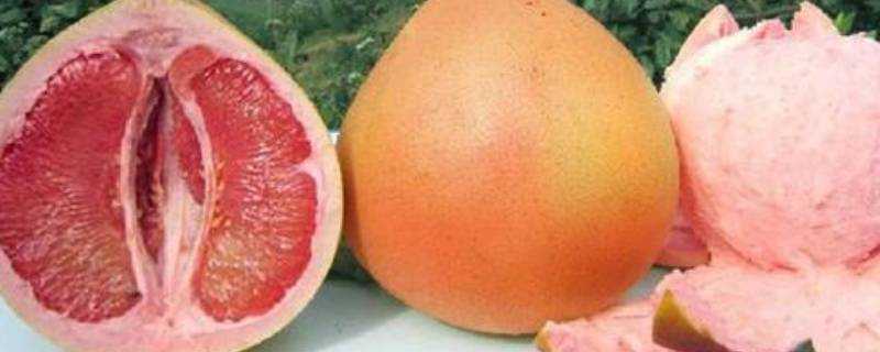 三紅柚和紅柚有區別嗎