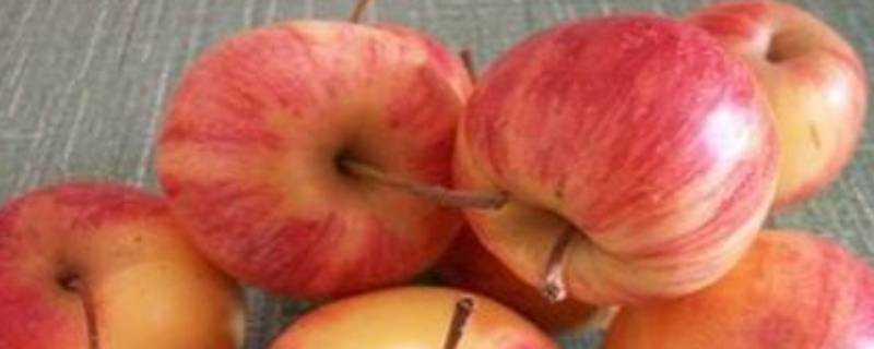 沙果和蘋果區別是什麼