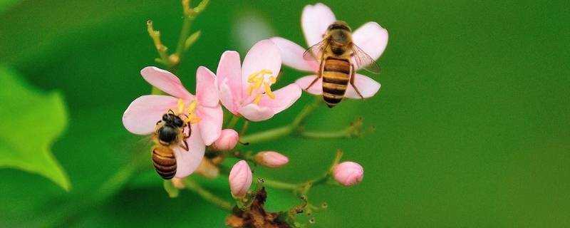 蜜蜂用什麼辨別味道