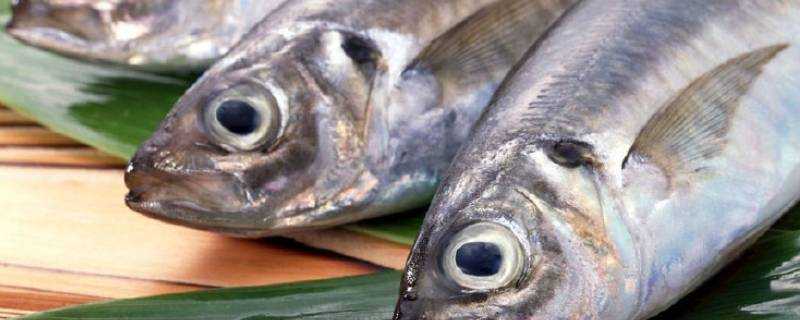 魚眼睛可以吃嗎