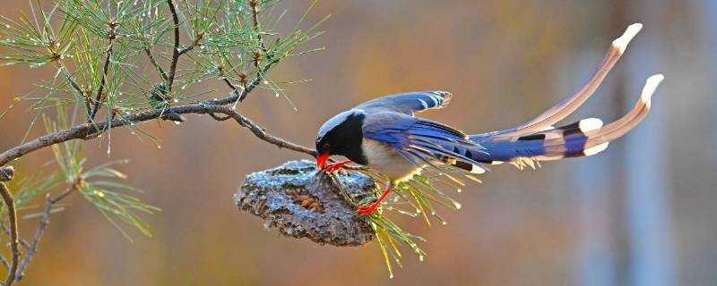 藍桉樹上的鳥叫什麼