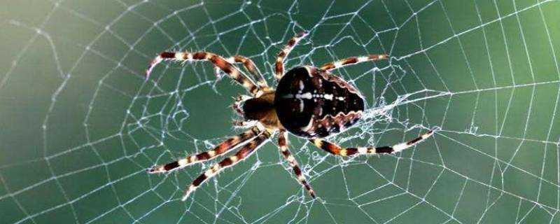 蜘蛛織網的原理