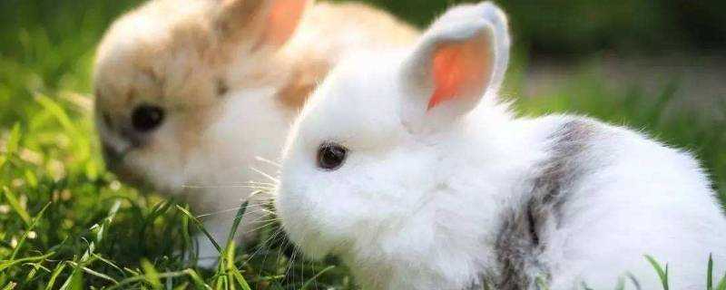 小兔子是用什麼辨別味道