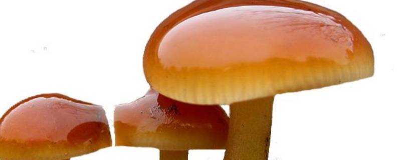 油蘑菇怎麼洗