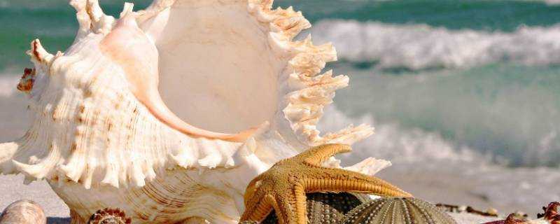 煮熟的海螺怎麼儲存