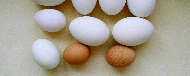 鵝蛋和雞蛋哪個營養好
