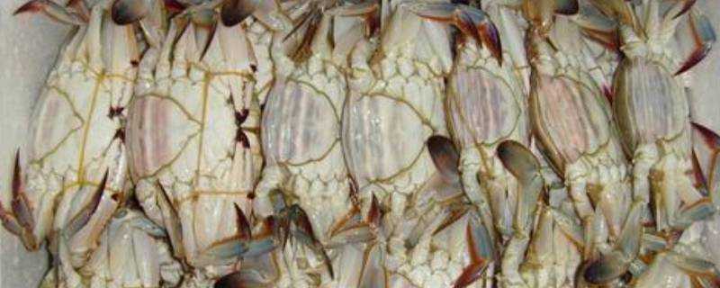 凍梭子蟹為什麼肉很爛