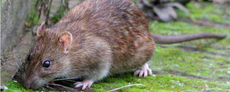 老鼠的尾巴有什麼作用