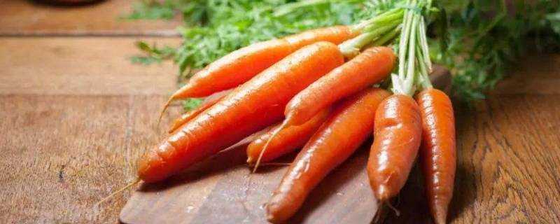 胡蘿蔔發芽還能吃嗎