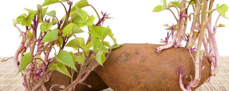 發芽土豆去掉芽能吃嗎