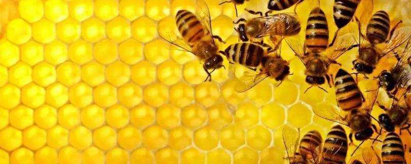 蜂膠是酸性還是鹼性
