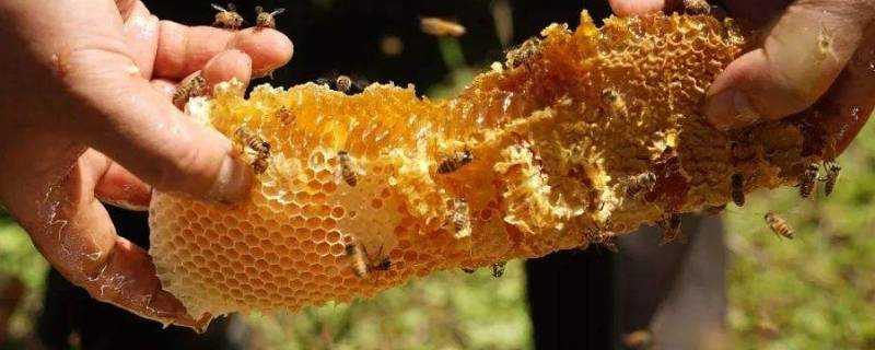 蜂蜜放久了還能吃嗎