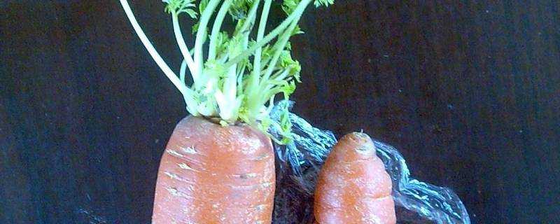 發芽的胡蘿蔔能生吃嗎
