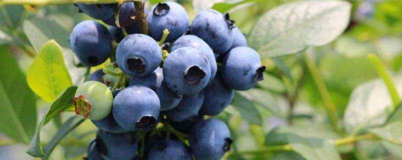 藍莓發黴了還能吃嗎
