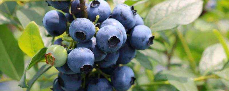 藍莓泡出白蟲還能吃嗎