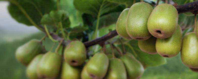 獼猴桃還是硬的能吃嗎