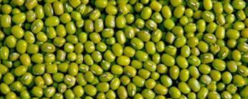 綠豆湯發酸是什麼原因