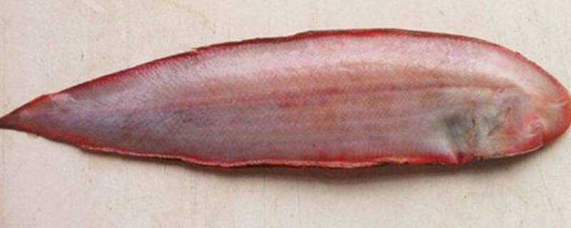 龍利魚與舌鰨魚區別