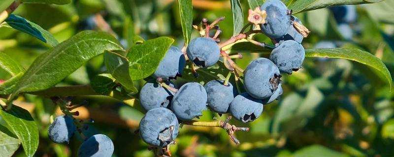 藍莓加熱破壞花青素嗎