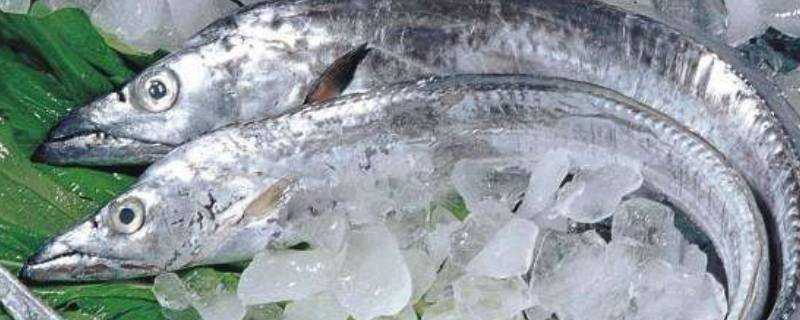 冷凍帶魚保質期是多久