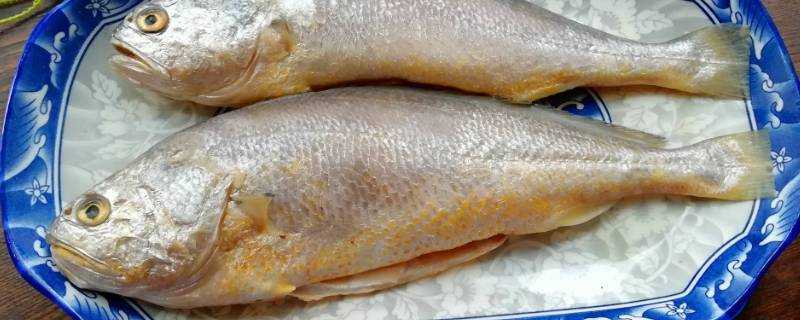 黃花魚有哪些營養價值