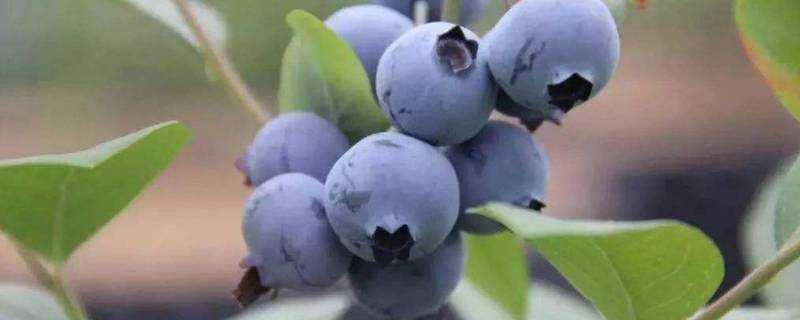 藍莓可以不洗直接吃嗎