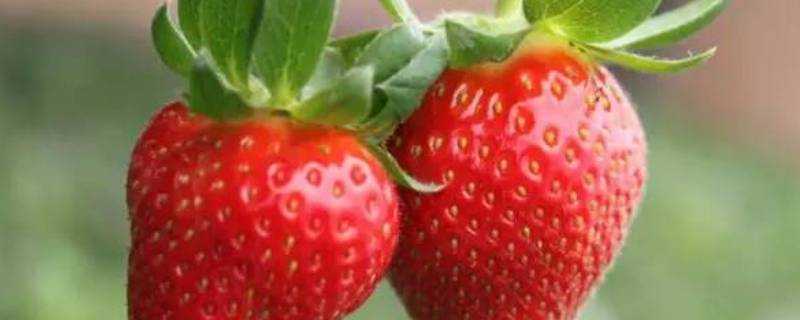 草莓中間空心能不能吃
