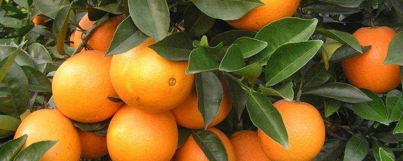 臍橙常溫一般能放多久