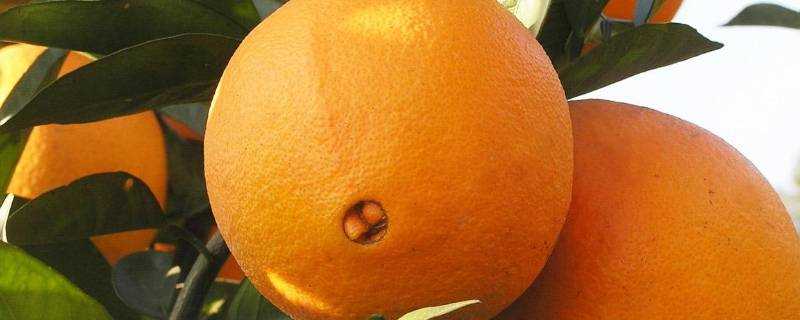 臍橙放久了還可以吃嗎