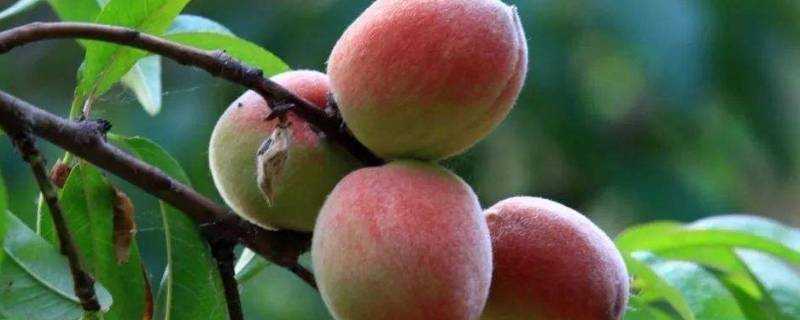 桃子和梨子哪個糖分高