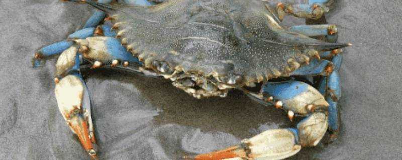 死海蟹怎麼儲存才新鮮