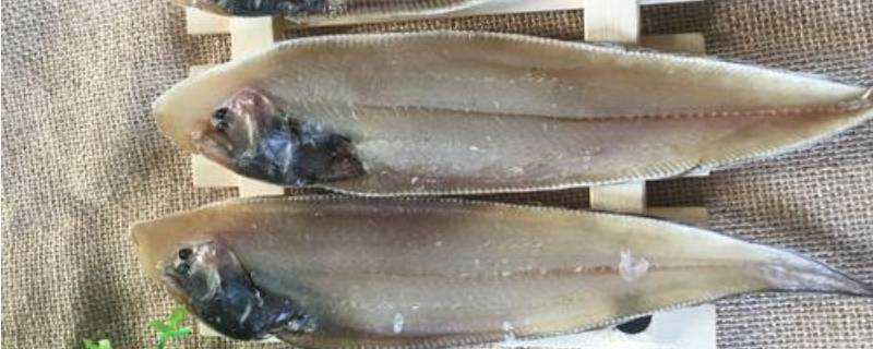 鰨目魚有什麼營養價值