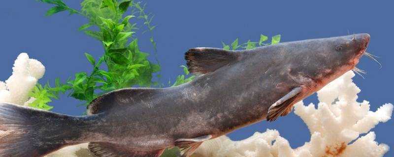 江團是什麼魚