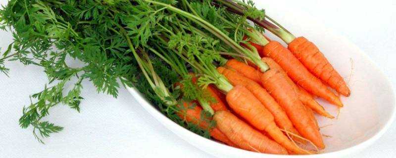 水果胡蘿蔔可以煲湯嗎