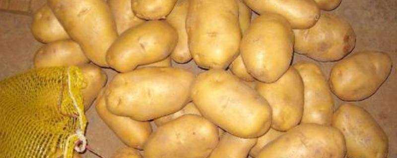 土豆怎麼放才不會長芽