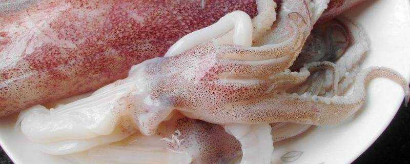 魷魚冷凍可以存放多久